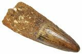 Fossil Spinosaurus Tooth - Real Fossil Tooth #372909-1